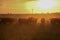 Cows at sunset in La Pampa