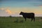 Cows in sunset of pampas