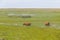 Cows in a swamp on a farm in Lagoa do Peixe National Park