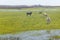 Cows in a swamp on a farm in Lagoa do Peixe National Park