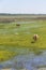 Cows in a swamp on a farm in Lagoa do Peixe National Park