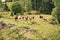 Cows in sweden on a meadow in smalland