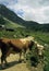 Cows in Swiss Alps