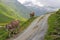 Cows in the swiss alps