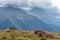 Cows in the Swiss Alps, with a beautiful mountain view in the ba