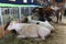 Cows - Sydney Royal Easter Show