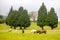 the cows of tahiti French Polynesia