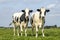 Cows, together, frisian holstein, standing on green grass in a pasture under a blue sky