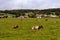 Cows, town, wind turbines and forest at Franches-Montagnes in Switzerland.