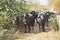 Cows with traditional necklace