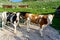 Cows in tyrol alm Austria on the mountains with alpine huts in the background