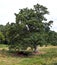 Cows under tree