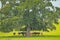 Cows under a tree shot with 500mm supertelephoto lens