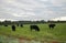 Cows under a Twilight Sky