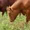 Cows used for landscape maintenance in the Zuwachs-Kuelzauer Forst nature reserve near Magdeburg