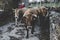 Cows in village in spain galicia, lugo