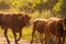 Cows Volyn meat, limousine, abordin.Rural composition. Cows. A series of photographs of a red cow. Bulls