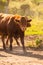 Cows Volyn meat, limousine, abordin.Rural composition. Cows. A series of photographs of a red cow. Bulls