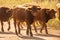 Cows Volyn meat, limousine, abordin.Rural composition. Cows. A series of photographs of a red cow. Bulls