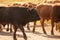 Cows Volyn meat, limousine, abordin.Rural composition. Cows. A series of photographs of a red cow. Bulls