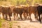 Cows Volyn meat, limousine, abordin.Rural composition. Cows. A series of photographs of a red cow. Bulls