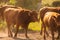 Cows Volyn meat, limousine, abordin.Rural composition. Cows. A series of photographs of a red cow. Bulls