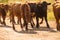 Cows Volyn meat, limousine, abordin.Rural composition. Cows. A series of photographs of a red cow. Bulls