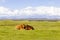 Cows at the Wadden Sea on Amrum, Germany