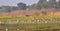 Cows, waders and other birds in marshes