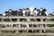 Cows waiting for a gate in the field, cattle ready to go to the milking parlor to be milked