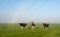 Cows waiting for the sun on dewy grass