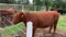 Cows waiting to be fed by the corral.