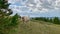 Cows walk in green mountains pastures Panoramic view