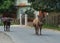 Cows walk through rural streets