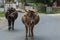 Cows walk through rural streets