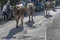 cows walk in street at Alpine Cattle Drive, Rettenberg, Germany