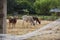 Cows walking around yard in farm animals.