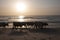 Cows walking on the beach