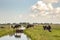 Cows walking on a bridge over a creek, reflection in the water, flat land and water and on the horizon a blue sky with clouds