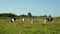 Cows walking on field at dairy farm. Dairy farming. Milking cow on livestock