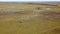 Cows walking on field of grass