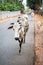 Cows walking in Goa