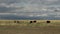 Cows walking in a mongolian landscape