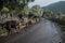 Cows walking on a muddy rural road, third world country