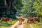 Cows walking on a paved road Laos