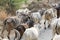 Cows walking on Road