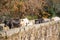 Cows walking on a Roman bridge. Rural world