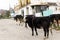 Cows are walking rural street