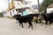 Cows are walking rural street