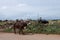 Cows walking by Trash and Rubbish dumped on the side of the street